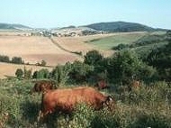 Rotes Hhenvieh