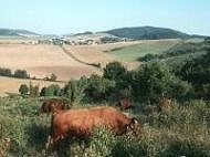 Rotes Hhenvieh